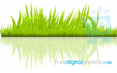 Green Grass Stock Image