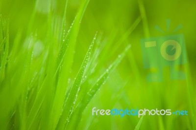 Green Grass Stock Photo