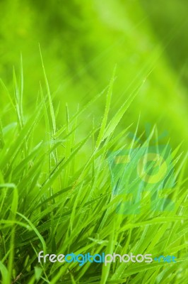 Green Grass Stock Photo