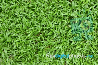 Green Grass Stock Photo