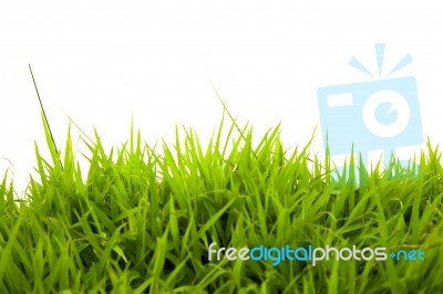 Green Grass Stock Photo