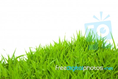 Green Grass Stock Photo