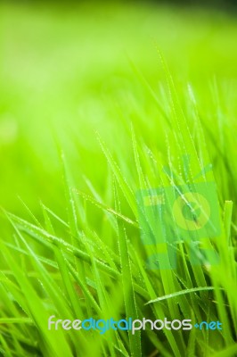 Green Grass Stock Photo