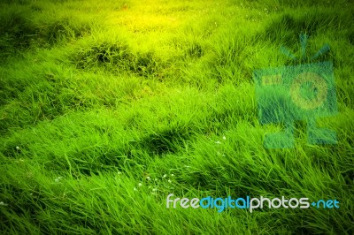 Green Grass Stock Photo