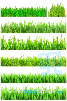 Green Grass Stock Photo