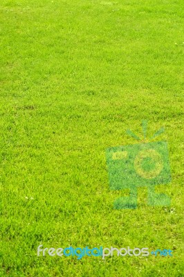 Green Grass Stock Photo