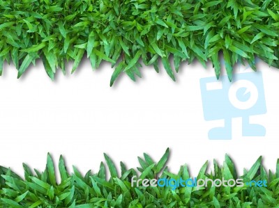 Green Grass  Stock Photo