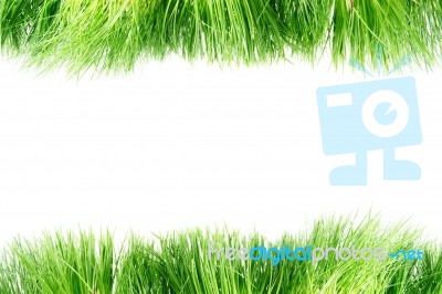 Green Grass  Stock Image