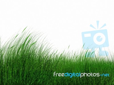 Green Grass Stock Image