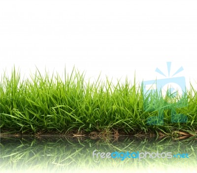 Green Grass Stock Photo