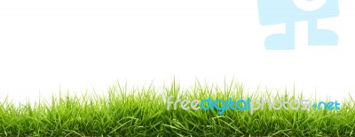 Green Grass Stock Photo