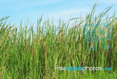 Green Grass Stock Photo