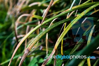 Green Grass Stock Photo