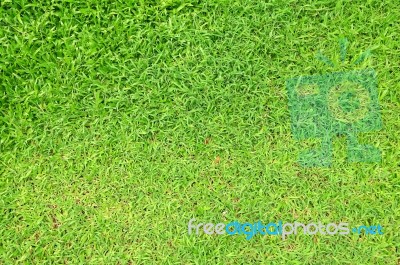 Green Grass Stock Photo