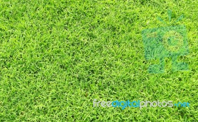 Green Grass Stock Photo