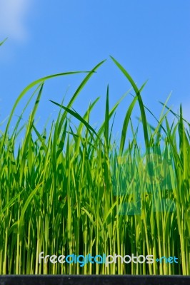 Green Grass Stock Image