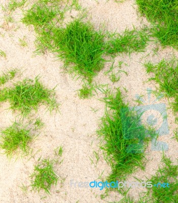 Green Grass Stock Photo