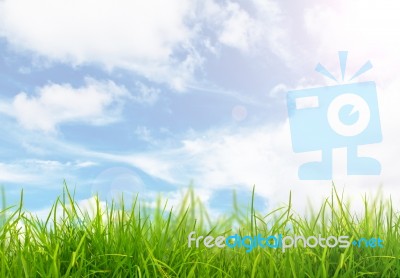 Green Grass And Blue Sky  Stock Photo