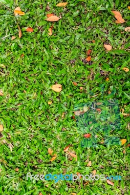 Green Grass And Dry Leaves On Ground Stock Photo