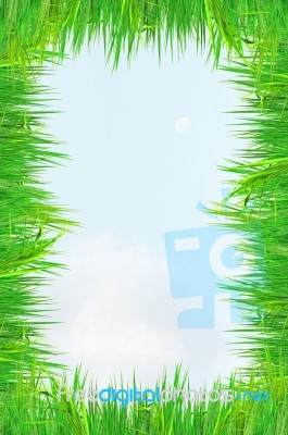 Green Grass Around A White Sky Stock Photo