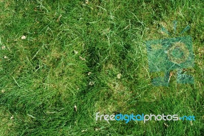 Green Grass Background Stock Photo