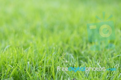 Green Grass Background Stock Photo