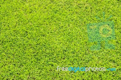 Green Grass Background Stock Photo