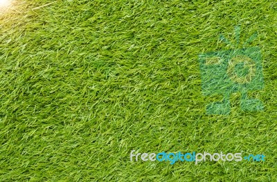 Green Grass Background Stock Photo