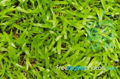 Green Grass Background Stock Photo