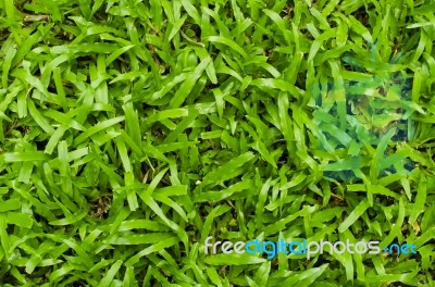 Green Grass Background Stock Photo