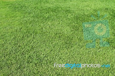 Green Grass Background Stock Photo