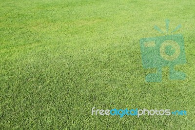 Green Grass Background Stock Photo