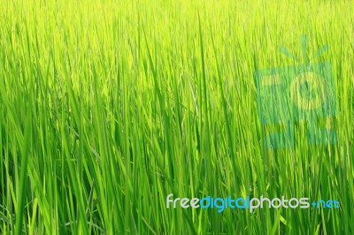 Green Grass Background Stock Photo