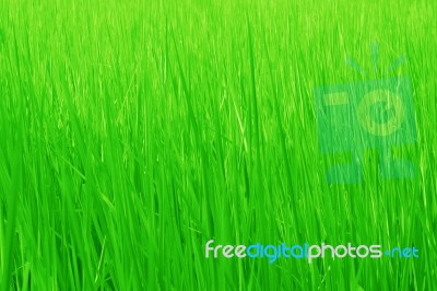 Green Grass Background Stock Photo