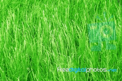 Green Grass Background Stock Photo