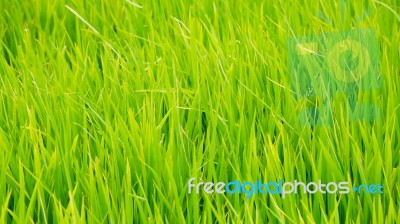 Green Grass Background Stock Photo