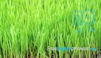 Green Grass Background Stock Photo