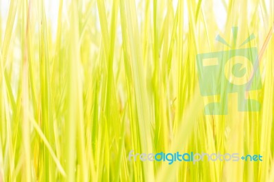 Green Grass Background Texture. Element Of Design Stock Photo