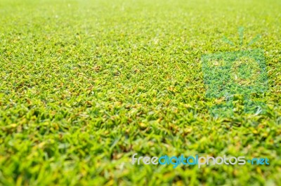 Green Grass Background With Sun Beam. Bright Natural Bokeh. Selected Focus. Abstract Nature Background Stock Photo