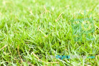 Green Grass Close Up Background Stock Photo