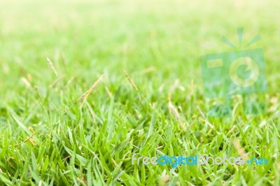 Green Grass Close Up Background Stock Photo