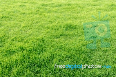 Green Grass Field Stock Photo