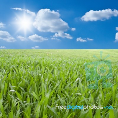 Green Grass Field Stock Photo