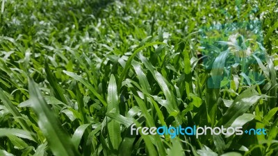 Green Grass Field Close Up On Sunny Day Stock Photo