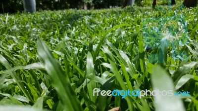 Green Grass Field Close Up On Sunny Day. Landscape Stock Photo