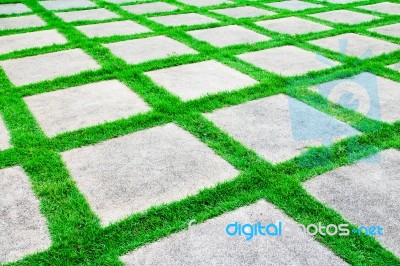 Green Grass Growth Between Cement Walkway Stock Photo