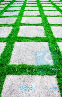 Green Grass Growth Between Cement Walkway Stock Photo