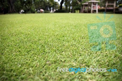 Green Grass In The Garden Stock Photo