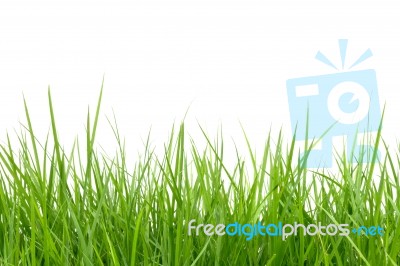 Green Grass Isolated On White Background Stock Photo