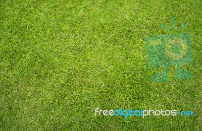 Green Grass Lawn Stock Photo